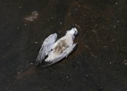 Una gaviota muerta flota sobre aguas petrolíferas en la bahía de Ancón.