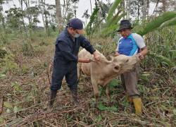 La interfase se ejecuta a nivel nacional con el apoyo de 124 técnicos de Agrocalidad.