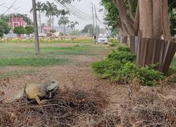 Dirección de Ambiente retiró planchas de zinc alrededor de árboles en Vía la Costa que impedían a las iguanas subir