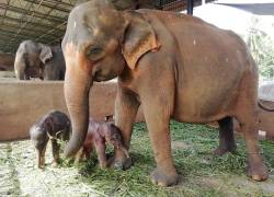 Alumbramiento en Sri Lanka de elefantes gemelos.