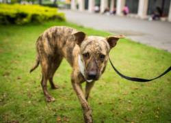 Municipio abrió 388 expedientes por maltrato animal en 2025, el año con más sanciones en Guayaquil