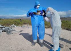 Cierran temporalmente al turismo dos zonas de Islas Galápagos por sospechas de gripe aviar