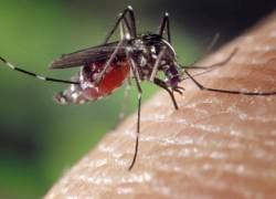 Preocupación por aumento de casos de dengue hemorrágico en Guayaquil, Durán y Samborondón