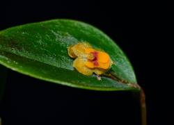 Fotografía detallada de la Lepanthes gigiportillae, una de las cinco especies de orquídeas descubiertas recientemente en Ecuador.