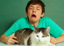Las alergias hacia los gatos radican en un tipo de alérgeno llamado Fel d1.