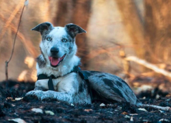 Bear fue abandonado, pero ahora trabaja como miembro estrella de su equipo de rescate.