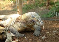Dragones de Komodo: son criados en un zoológico de indonesia para salvar la especie
