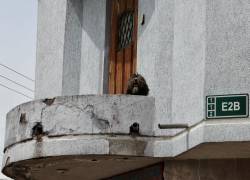 Quito: rescatan a un perro que vivía aislado y descuidado en un balcón