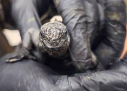 Fotografía que muestra a una de las 32 iguanas rescatadas.