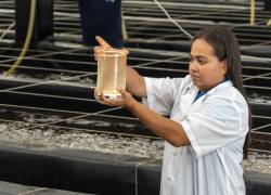 En las áreas técnicas y de laboratorio hay una participación creciente de las mujeres.