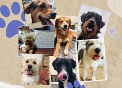 Decenas de perritos esperan ser adoptados.