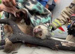 Un oso perezoso fue rescatado de un parque de la Alborada, en Guayaquil.