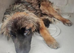 La perrita de ocho meses rescatada por Protección Animal Ecuador.