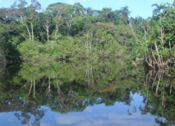 Imagen de referencia de una del Parque Nacional Yasuní.