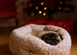 Imagen de un perro descansando durante la víspera de Navidad.