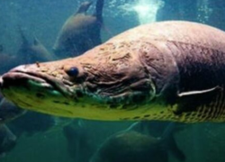 Imagen referencial del paiche.