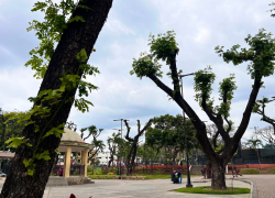 Fotografías de árboles que muestran una respuesta favorable a los tratamientos contra la cochinilla.