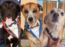 Crillón (C), Darla (D) y más perritos podrán ser adoptados en el parque Samanes este sábado.
