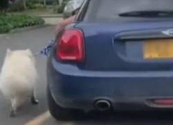 Imagen extraída de video en el que el sujeto obliga a su perro a igualar la marcha de su vehículo mientras lo sujeta con una correa.