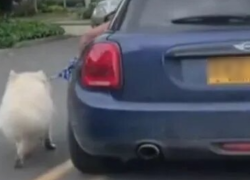 Imagen extraída de video en el que el sujeto obliga a su perro a igualar la marcha de su vehículo mientras lo sujeta con una correa.