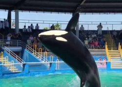 La orca Lolita en una de sus exhibiciones.