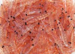 El krill es un tipo de crustáceo minúsculo similar al camarón, originario de la Antártida.