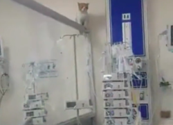 El felino estaba trepado en un separador de la sala de cuidados intensivos.