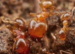 Una de las peores especies de hormigas invasoras del mundo fue hallada en Ecuador.