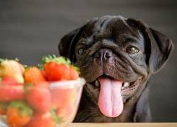 Estas son las mejores frutas y verduras para tu perro