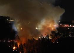 Fotografía que muestra vegetación consumida por las llamas por el incendio en La Vicentina.