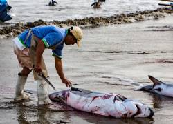 Puerto Lopez, Ecuador / Aug 19, 2016: Man cuts the fins off a dead shark, as part of processing the fish for human consumption in Puerto Lopez, Ecuador