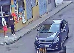 Video capta a conductor que atropella a un perro en Quito; autoridades municipales lo identifican