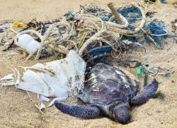 Más de 1.000 tortugas mueren al año debido a la basura.