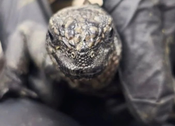 Tres extranjeros condenados a cuatro años de cárcel por intentar sacar 12 iguanas de Galápagos desde Guayaquil