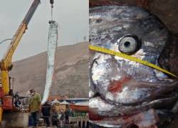 El pez remo que llegó a las costas de Arica (Chile), esta semana, probablemente no sea una advertencia de un terremoto inminente, según un estudio.