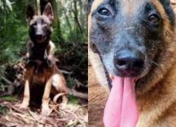 Autoridades colombianas están a punto de suspender la búsqueda del perro Wilson.