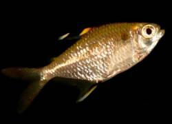 Los machos, que crecen más, pueden alcanzar unos 5,3 centímetros de longitud.