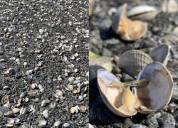 La ola de calor en Norteamérica está provocando efectos devastadores en la naturaleza.