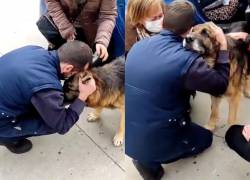 El perrito fue encontrado muy delgado y con heridas.