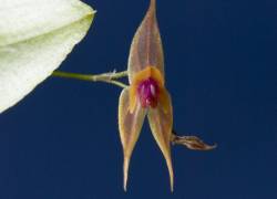 Se descubren tres nuevas especies de orquídeas en Ecuador