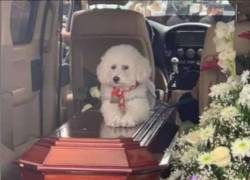 El conmovedor acto de Scoty, la mascota de un fallecido en accidente de bus en Tungurahua