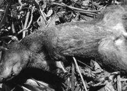 Denuncian muerte de ardillas en Lomas de Urdesa,Guayaquil, tras jornada de fumigación