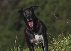 La travesía de Rocky: el perro que corrió más de 80 kilómetros en Quito Trail y logró volver a casa
