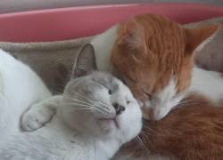 AlmaFest: un festival para apoyar el rescate de perros y gatos en situación de maltrato en Guayaquil