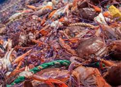 El Gobierno abre convocatoria para ayudar a pescadores afectados por la jaiba mora