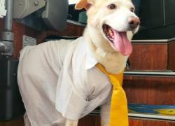 La historia de 'Rabito', el perro que se convirtió en transportista, en Baños de Agua Santa