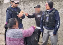 En Quito, rescatan siete cachorros en operativos contra la venta ilegal de animales