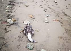 Calentamiento global y El Niño serían los responsables de la muerte masiva de aves en las costas ecuatorianas