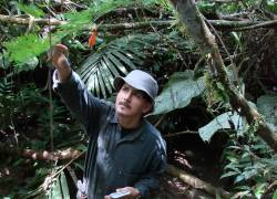 El botánico Pablo Alvia identifca una especie que crece dentro de la parcela de bosque investigada en el Parque Nacional Yasuní, desde 1995.