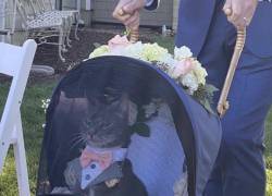 El elegante felino, Moose, atrapó las miradas de los asistentes de una boda en Estados Unidos.